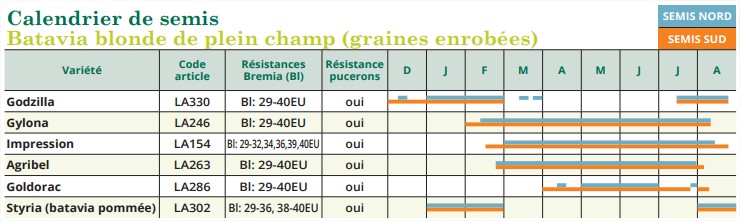 Semences Graines Bio LAITUE BATAVIA BLONDE PLEIN CHAMP Gylona